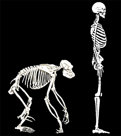 Squelette d'humain et de chimpanzé comparés