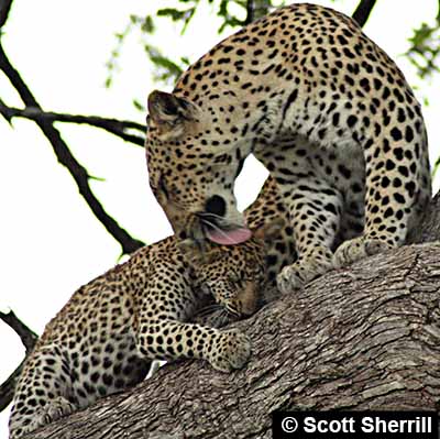 Leopard mother licking young