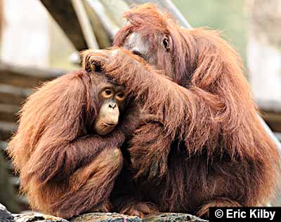 Primates are grooming specialists