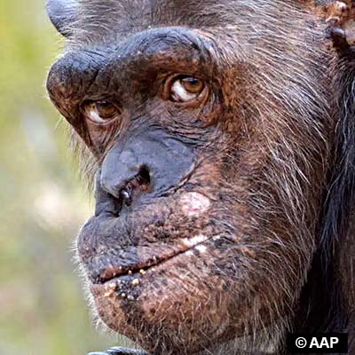 Humeur de chimpanzé