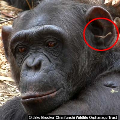 Chimpanzé avec un brin d'herbe dans l'oreille