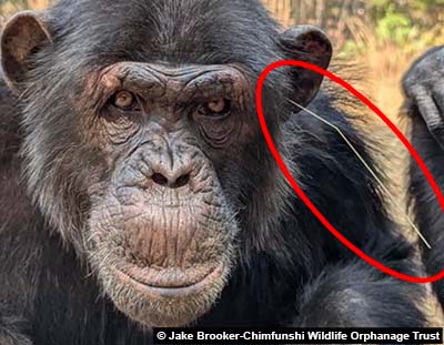 Chimpanzé avec un brin d'herbe dans l'oreille