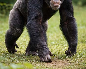 Chimpanzé qui marche sur les phalanges