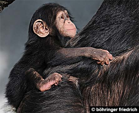 Jeune chimpanzé agrippé à la fourrure du dos de sa mère.
