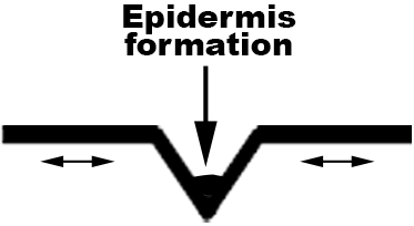 Epidermis formation inside a cutaneous fold