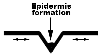 Epidermis formation