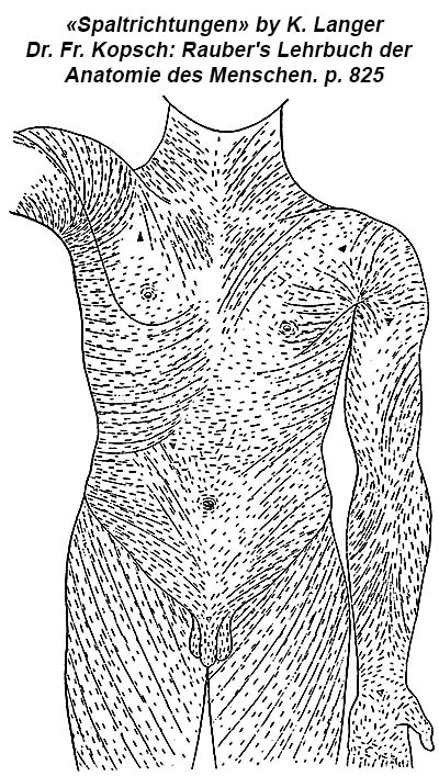 Langer lines illustration