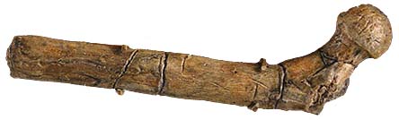 Fémur d'Orrorin tugenensis