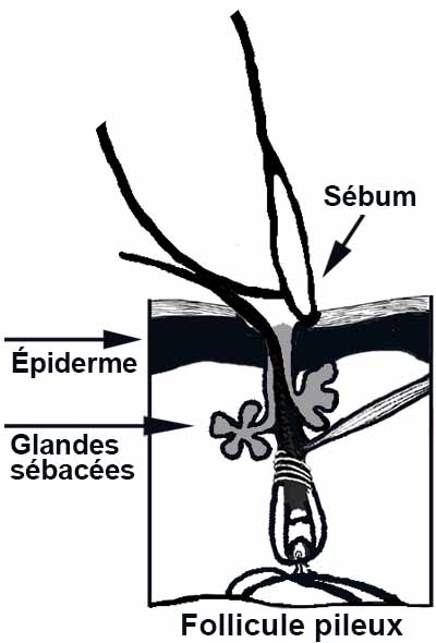 Quand votre ongle et votre bout de doigt courbent la base du poil, du sébum est expulsé
