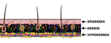 Skin components